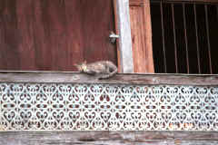 To Jpeg 41K cat at Nga Phe Kyaung monastery, Lake Inle, Shan State, Myanmar 9809Q11.JPG