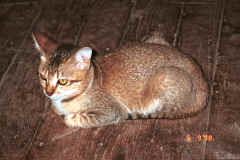 To Jpeg 35K One of the cats at Nga Phe Kyaung monastery, Lake Inle, Shan State, Myanmar 9809Q12.JPG