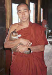 To Jpeg 23K A monk with one of his jumping cats at Nga Phe Kyaung monastery, Lake Inle, Shan State, Myanmar 9809Q14A.jpg