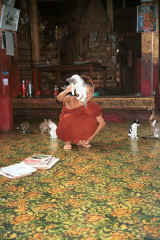 To Jpeg 49K A cat jumping through a hoop for one of the monks at Nga Phe Kyaung monastery, Lake Inle, Shan State, Myanmar 9809Q16.JPG