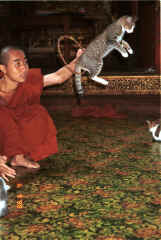 to Jpeg 39K A cat jumping through a hoop for one of the monks at Nga Phe Kyaung monastery, Lake Inle, Shan State, Myanmar 9809Q18.JPG