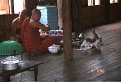 to Jpeg 26K Monks eating with their cats at Nga Phe Kyaung monastery, Lake Inle, Shan State, Myanmar 9809Q22.JPG