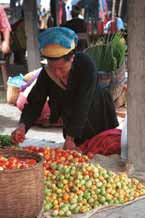 to 31K Jpeg 9809N19 Pa'O woman checking the tomatoes in Nampan 5-day rotating market, Lake Inle, Shan State. Note she has two towels on her head, not the usual one.