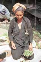 to 31K Jpeg 9809N26 Pa'O woman weighing out produce for a customer at Nampan 5-day rotating market, Lake Inle, Shan State.