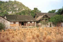 Jpeg 39K Traditional Bouyei houses set in the rice harvest landscape against a karst limestone outcrop which provides the stone building material - Bi Ke village, Mi Gu township, Zhenfeng county, Guizhou province 0010r27.jpg