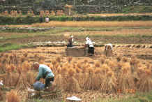 Jpeg 44K Bouyei harvesting the rice - Bi Ke village, Mi Gu township, Zhenfeng county, Guizhou province 0010t11.jpg