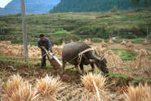 Jpeg 43K Ploughing the fields after the rice harvest near Dai Lo village, Shi Zi township, Ping Ba county, Guizhou county 0010z13.jpg