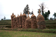 to Jpeg 48K 0110D12  Hay stacks of rice stalks in Gan He village, Ya Rong township, Huishui county, Guizhou province, south-west China. The people living in this village are known as Qing Miao. There has been much intermarriage between Miao and Bouyei which is evident from the costume of the women. 