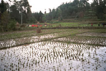 to Jpeg 59K  0110E10 Water from heavy rainfall standing in the rice fields after the harvest in Gan He village, Ya Rong township, Huishui county, Guizhou province, south-west China. The people living in this village are known as Qing Miao. There has been considerable intermarriage between Miao and Bouyei and the costume is very mixed. 