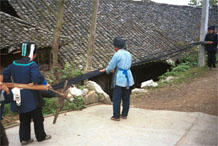 to Jpeg 57K  0110E14 Three women untangling and straightening up the indigo warp threads before warping up a loom in Gan He village, Ya Rong township, Huishui county, Guizhou province. This is a Qing Miao (or Bouyei/Miao as there has been much intermarriage and the costume is very mixed).