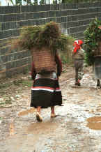 Jpeg 48K Coming back from the fields - Side comb Miao entering Long Dong village, De Wo township, Longlin country, Guangxi province 0010d17.jpg