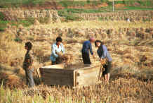 Jpeg 51K Threshing the rice outside the village, Pao Ma Cheng village, Teng Jiao township, Xingren country, Guizhou province 0010o22.jpg