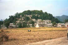 Jpeg 33K Harvesting the rice as we approach Shitou village, Huanggousu township, Zhen Nin county, Guizhou province 0010t27.jpg