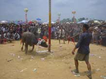 to Jpeg 57K Festival in Songtao Miao Autonomous County, Tongren Prefecture, Eastern Guizhou Province, 8 August, 2003.