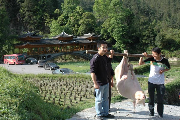 71K Jpg image Gift of a fat pig being carried into the village