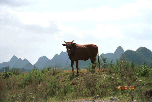 Countryside with bullock near Zuo Qi village, Min Gu township, Zhenfeng county, Guizhou province 0010p14.jpg