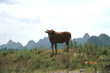 Jpeg 22K Countryside and bullock near Zuo Qi village, Min Gu township, Zhenfeng county, Guizhou province 0010p14.jpg