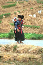 Jpeg 49K Black Miao woman carrying a baby through the harvested rice field, Zuo Qi village, Min Gu township, Zhenfeng county, Guizhou province 0010q13.jpg