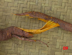 to 79K Jpg - Morinda root: the color is an unpromising yellowish shade in the fresh root. Watublapi