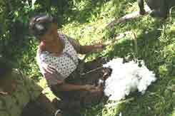 to 58K Jpeg 0181 Carding cotton - one of the weavers of Watublapi, Flores, who use homegrown cotton and natural dyes for their weaving, showing their traditional weaving skills (2004)