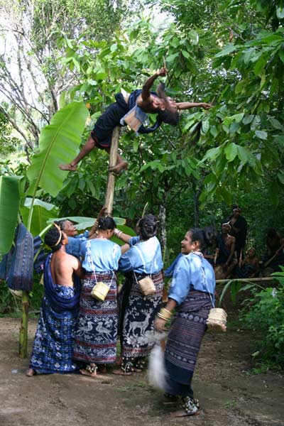 55k Jpeg 0261 Dancers of Watublapi perform traditional dances (2004). Here is an excerpt from their explanation of the Roa Mu'u dance: "This dance symbolizes the agreement between families for a traditional marriage. The bride's family prepares the sacred traditional sarong hung in the banana tree while the groom's family must bring an elephant tusk. The sarong must have a certain ancient motif called either Welak or Wiri Wanan and it is a symbol of fertility. The banana tree symbolizes that the new couple will be able to face any problems in their marriage as if they were a banana tree that keeps growing back even if cut down many times, and only dies having borne fruit." 