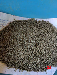 A bowl of just hatched silkworms. The cocoons we saw were a mix of both the white and yellow. 