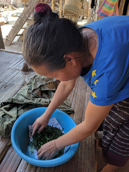 Layout out the shredded mulberry leaves for the silk worms. This was from the tree in her garden.