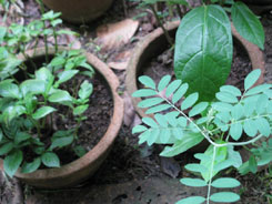 to 82K Jpg - Indigo growing at the Lao Texile Museum in Vientiane 