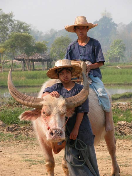 Jpeg 48K Thai couple with water buffallo  3268