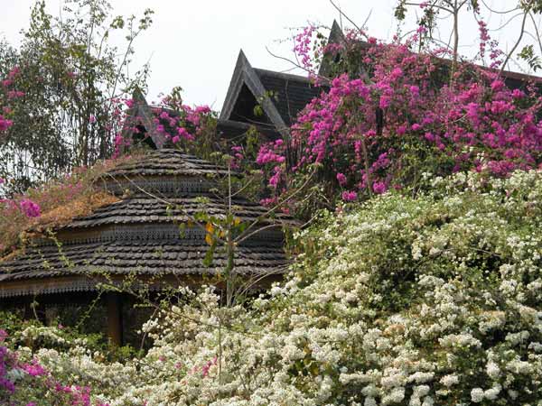 Jpeg 62K An old teak house almost covered in bourganvillea on Doi Inthanon 3391