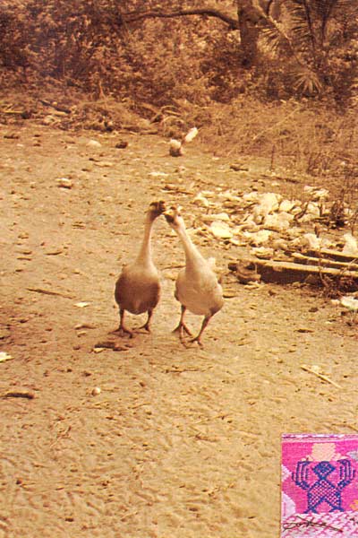 ss22 Jpeg 52K Yes, I did photograph geese kissing 