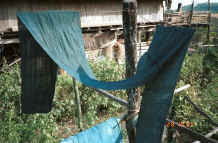 to Jpeg 41K Cotton fabric hanging out to dry and oxidise after being dyed in indigo.  Judging by the colour it still requires several more dips in the dye vat.  Black Thai village, Dien Bien Ph, Lai Chao Province. 9510E24.JPG