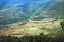 to Jpeg 37K Looking down onto the terraced fields with the rice harvest at the lower levels in the hills around Sa Pa, Lao Cai Province 9510J06.JPG