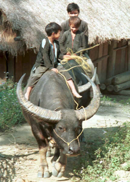 Red Hmong boys riding a buffalo out of the village in Lai Chau province, northern Vietnam 9510g04.jpg