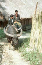 to Jpeg 36K Red Hmong boys riding a buffalo out of the village in Lai Chau province, northern Vietnam 9510g04.jpg