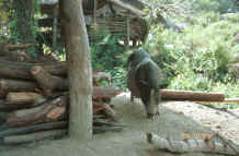 to Jpeg 34K A pot bellied pig in a Red Hmong village in Lai Chau province, northern Vietnam 9510g10.jpg