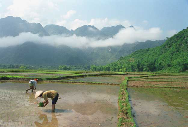 Jpeg 38K mc1 Women transplant rice seedlings in early July, the Mai Chau valley, Hoa Binh Province, northern Viet Nam.