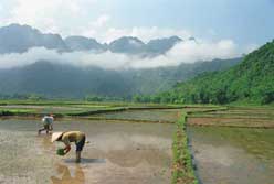 to Jpeg 38K mc1 Women transplant rice seedlings in early July, the Mai Chau valley, Hoa Binh Province, northern Viet Nam.