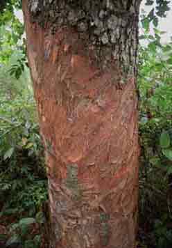 to Jpeg 57K mc5 The tree from which bark is removed in order to create a red or mauve/pink dye bath. The Mai Chau valley, Hoa Binh Province, northern Viet Nam.